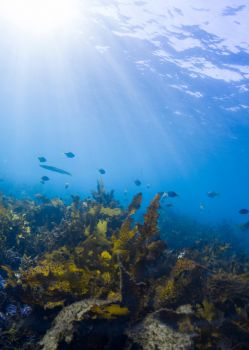 Marine Ecosystem Management